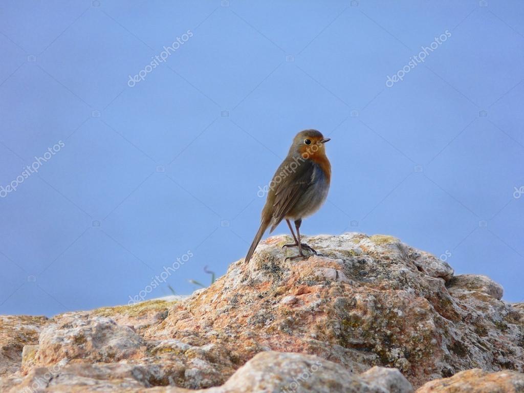 Rouge Gorge Familier Rouge Petit Oiseau à La Poitrine Orange