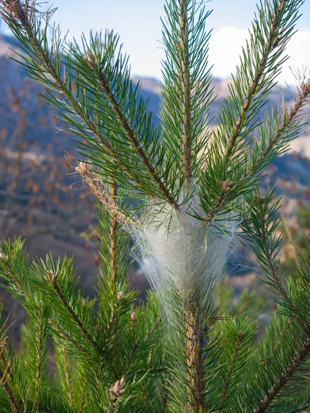 Pine tallprocessionsspinnaren boet på toppen av en ung tall — Stockfoto