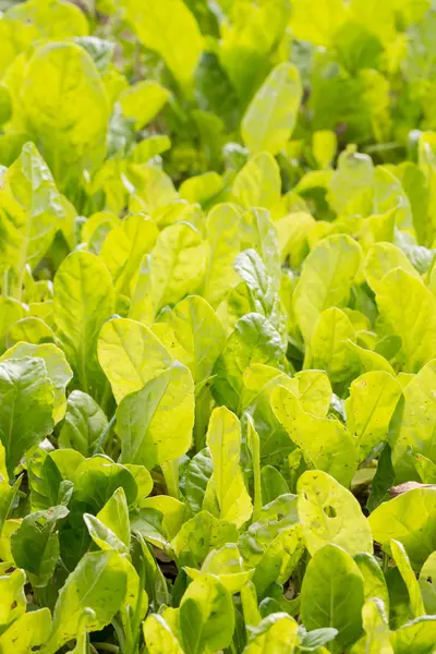 Semis de laitue biologique. jeunes légumes-feuilles grandissant — Photo