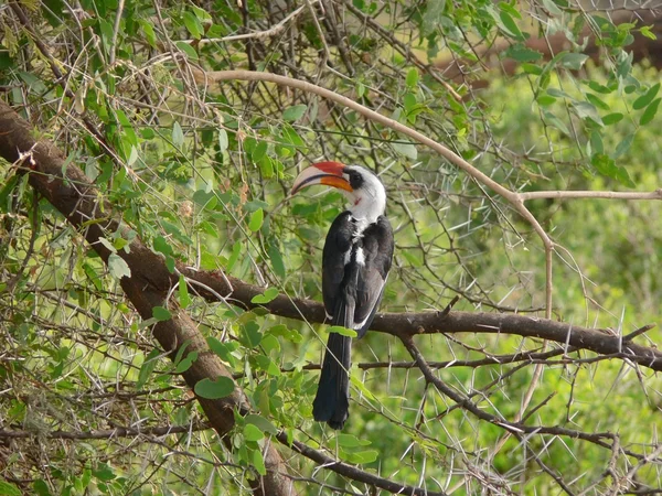 Von der deckens Hornvogel (tockus deckeni) ruht auf Akazien — Stockfoto