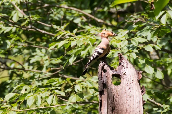 Hoopoe con cresta bajada descansando sobre un tronco de la muerte — Foto de Stock