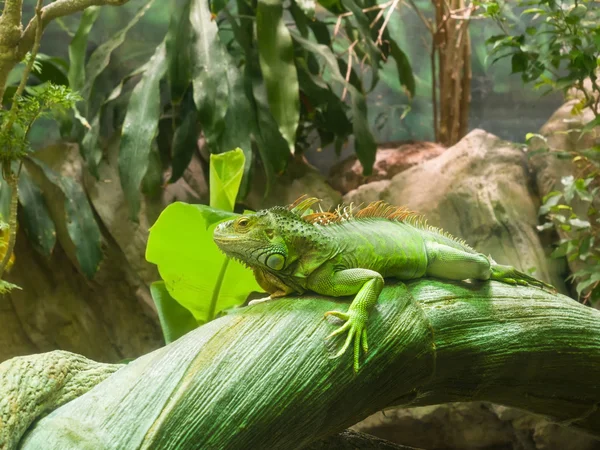 Vuxen grön gemensamma Leguan vilar på en stam — Stockfoto