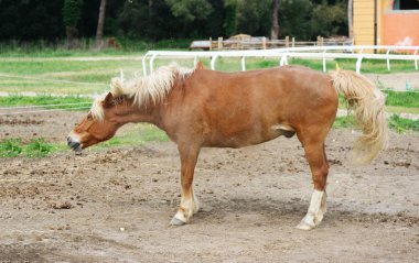 Haflinger baş ve vücut sallayarak toz kaldırmak için hortum