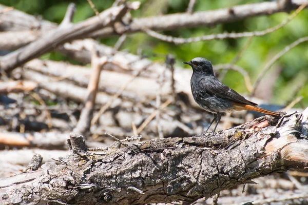 Hausrotschwanz kleiner schwarzer Vogel mit orange-rotem Schwanz — Stockfoto