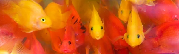 Goldfish Looking Camera Banner Image — Stock Photo, Image