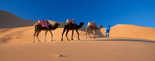 Ökenkameltåg Saharaöknen Marocko — Stockfoto