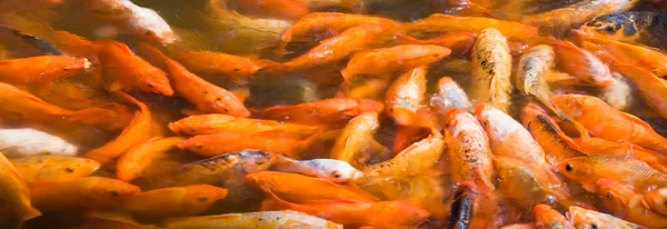 Koi Carp Fish Background Banner Image — Stock Photo, Image