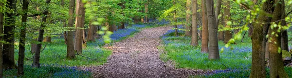 Veien Med Klokkeblåstjerner Som Fører Gjennom Skog Våren – stockfoto