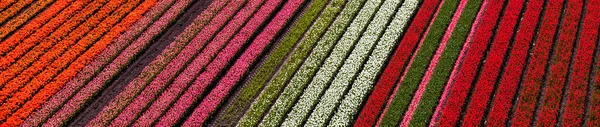 Vista Aérea Dos Campos Tulipas Holanda Norte Países Baixos — Fotografia de Stock