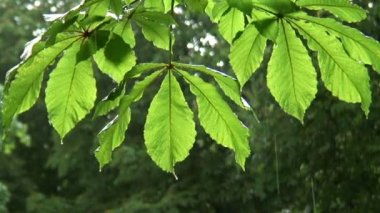 Güneş yağmur yaprak