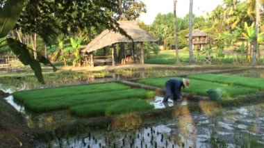 Pirinç toplama işçisi