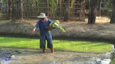 Pirinç toplama işçisi