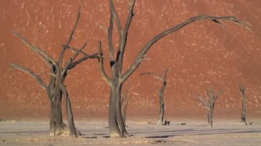 Turist Deadvlei Namib Çölü'nde