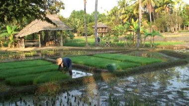 Bir pirinç ürün dikim
