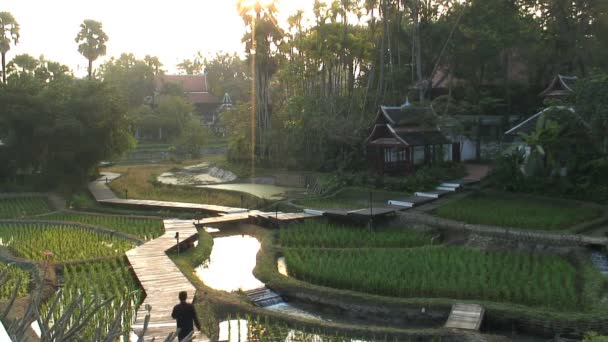 Rice Crop in a Paddy fields — Stock Video