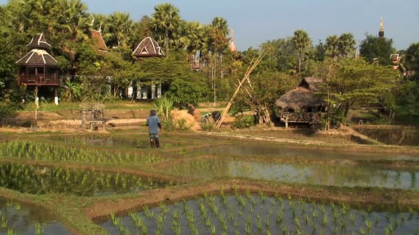 Trabajador recogiendo el arroz — Vídeo de stock