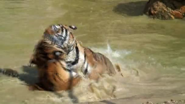 Группа играющих тигров — стоковое видео