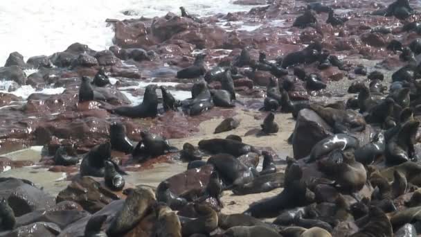 Colonia de focas en la orilla — Vídeos de Stock