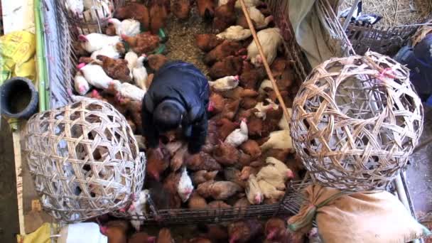 Women selling ducks ,rabbits — Stock Video