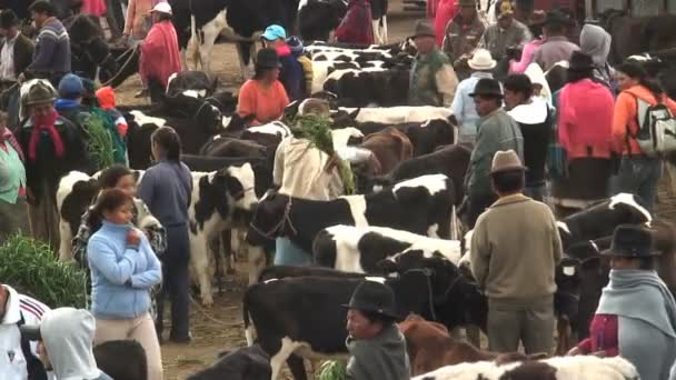 Boskapsmarknaden i Saquisili Ecuador Sydamerika — Stockvideo