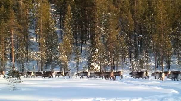 Herd of reindeers — Stock Video