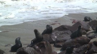 Mühür koloni sahilde