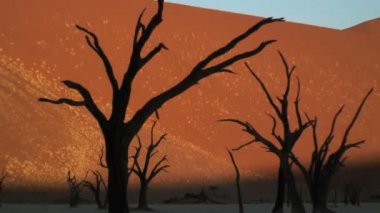 Ölü Vlei Namib Çölü