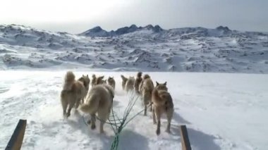 Köyün halletme Pov köpek
