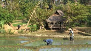 Pirinç tarlaları Buffalo'da besleme işçi
