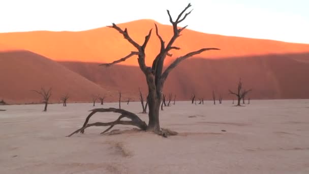 Desierto de Deadvlei Namib — Vídeo de stock