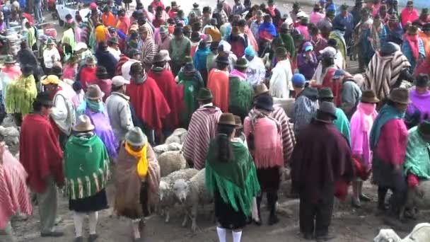 Животный рынок Эквадора — стоковое видео