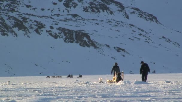 两个狗雪橇男性 — 图库视频影像