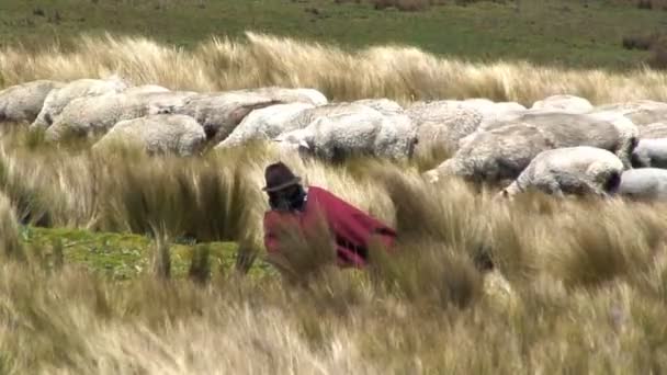 Herder hoeden van zijn schapen — Stockvideo