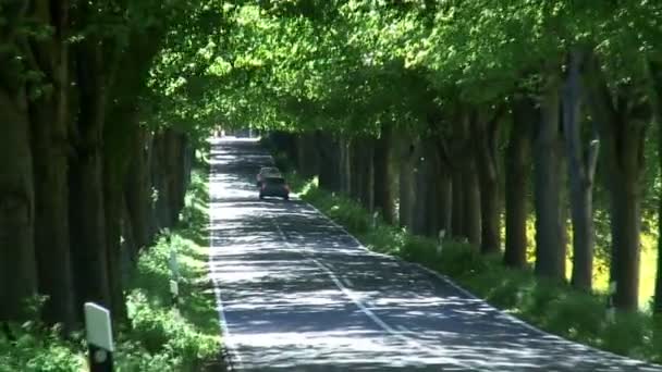 Camino arbolado — Vídeo de stock