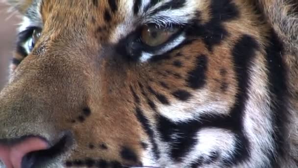 Tigre jugando y relajante — Vídeo de stock