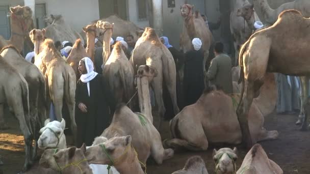 Feria de camellos Birqash El Cairo — Vídeo de stock