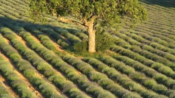 Lavender field in France — Stock Video