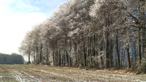 Árboles en la nieve — Vídeo de stock