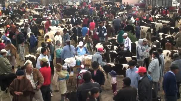Mercado de Ganado en Saquisili Ecuador América del Sur — Vídeo de stock