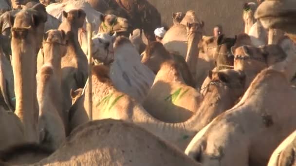 Feria de camellos Birqash El Cairo — Vídeo de stock