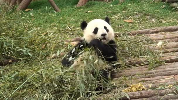 Panda  eating bamboo — Stock Video