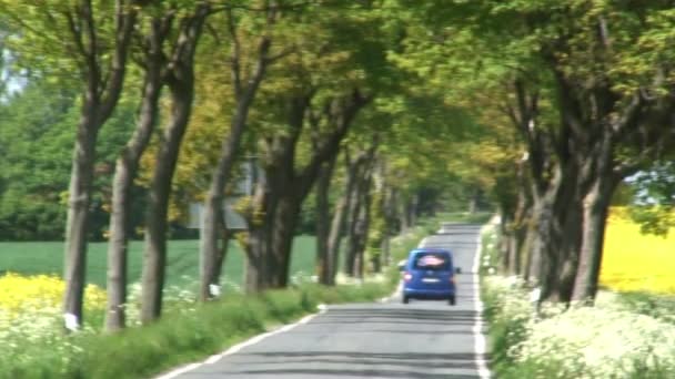 Tree lined road with vehicles — Stock Video