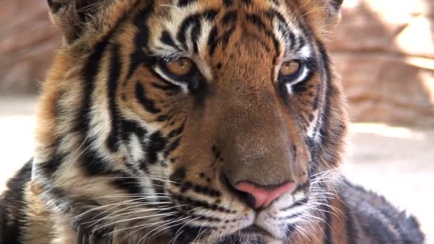 Игра в тигров и расслабление — стоковое видео