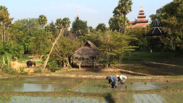 Rassemblement des travailleurs dans le riz — Video