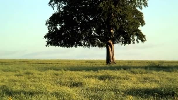 Tree in the field — Stock Video