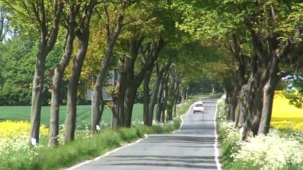 Route bordée d'arbres avec véhicules — Video