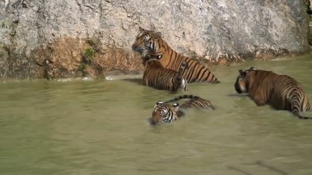 Tiger spela och avkopplande — Stockvideo