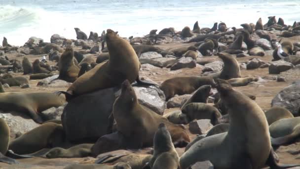 Zegel kolonie op de kust — Stockvideo