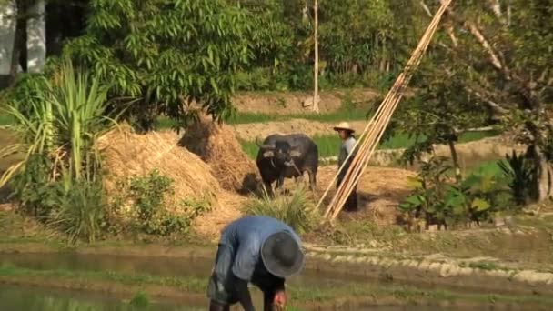 Travailleur rassemblant le riz — Video