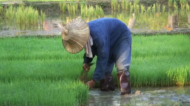 Pracownik gromadzenia ryżu — Wideo stockowe